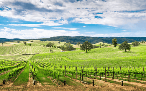 wine varieties of the Barossa Valley