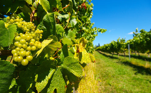 Wine regions of New Zealand