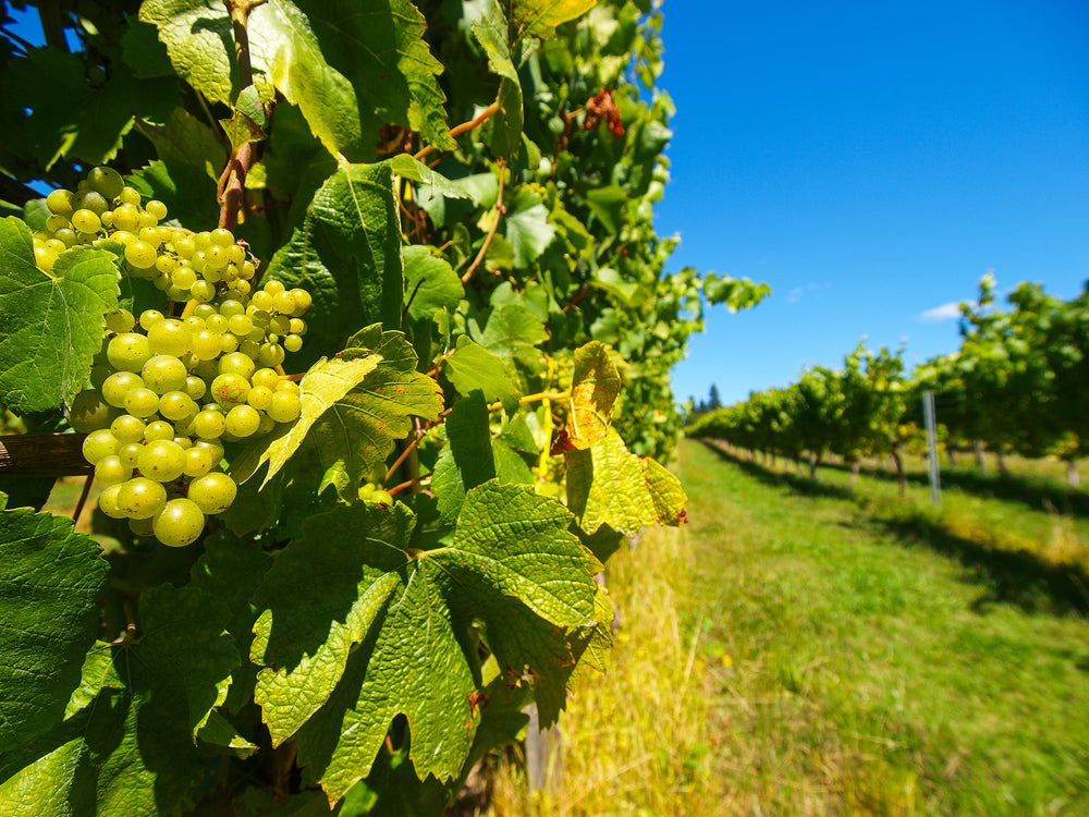 Wine regions of New Zealand