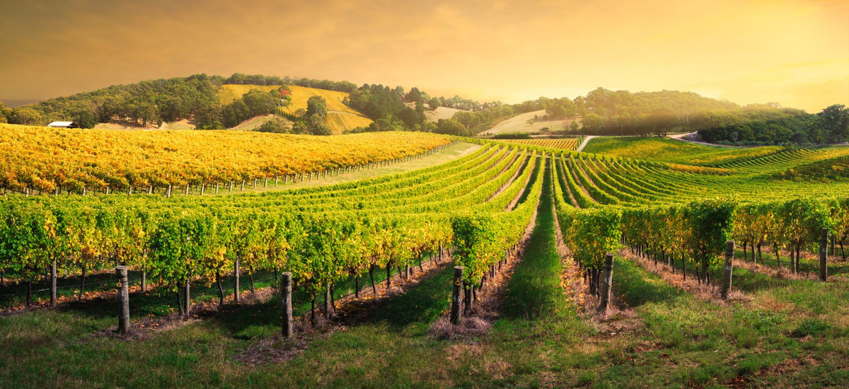 Why the Adelaide Hills Are Perfect for Chardonnay