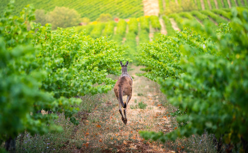 Australian Wine Regions Growing Our Best Non-Alcoholic Wines