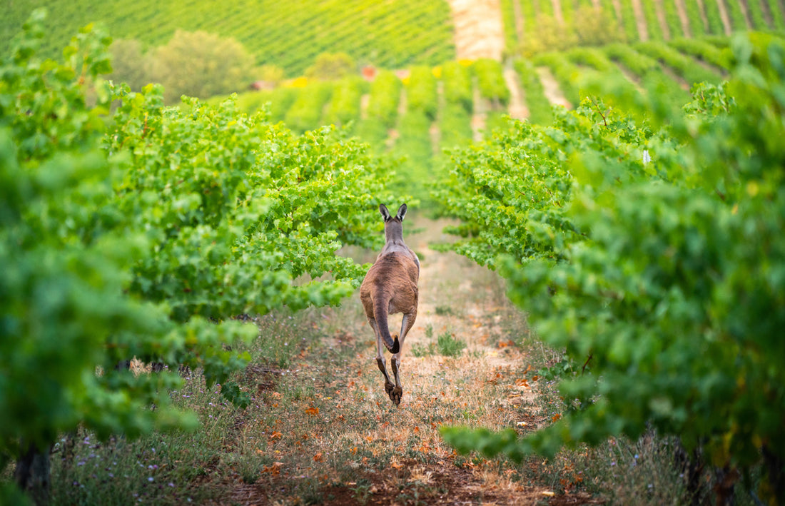 Australian Wine Regions Growing Our Best Non-Alcoholic Wines
