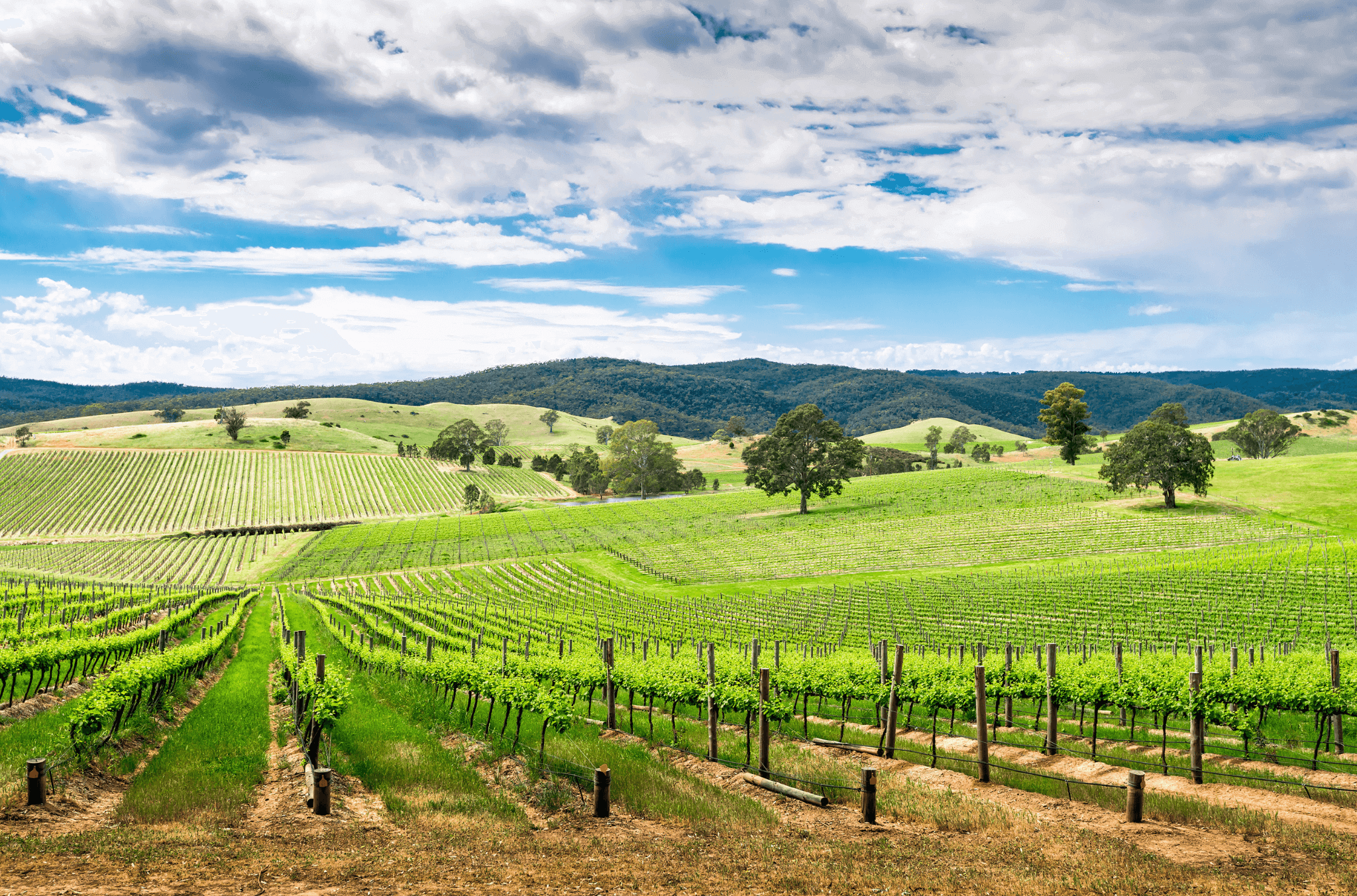 What Are the Best Wine Varieties of the Barossa Valley - Eden Vale