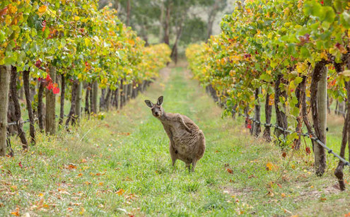 Exploring: Wine regions of Australia